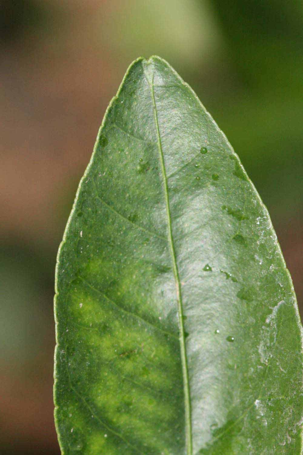              Margin (Riverside, CA)       